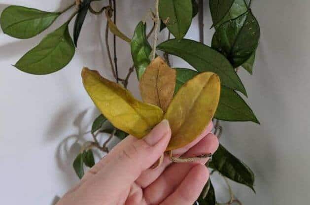 Hoya leaves falling