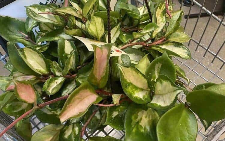 Hoya plant problems