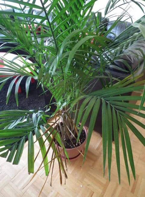 Parlor palm drying problem