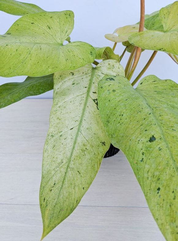 Philodendron Mottled Whipple way