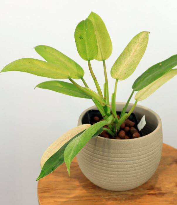 Philodendron Whipple Way in pot