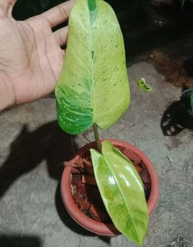 Philodendron Whipple Way variegated