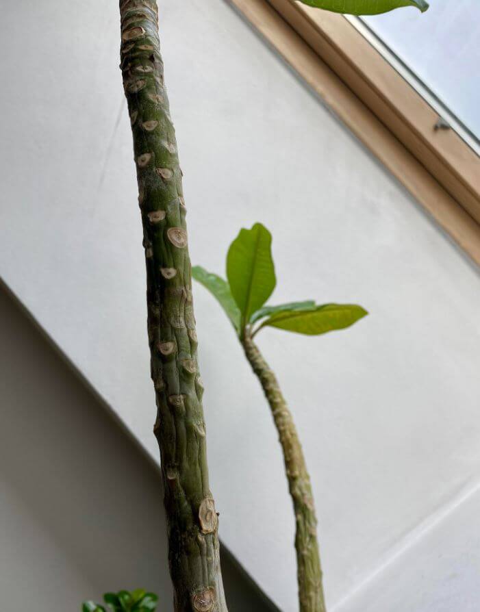 Plumeria houseplant stem rot