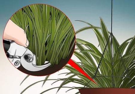 Pruning a spider plant