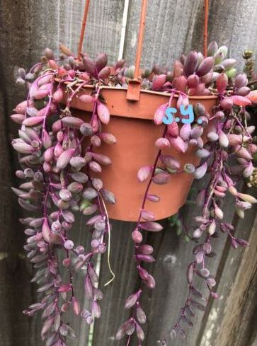 Ruby necklace succulent plant