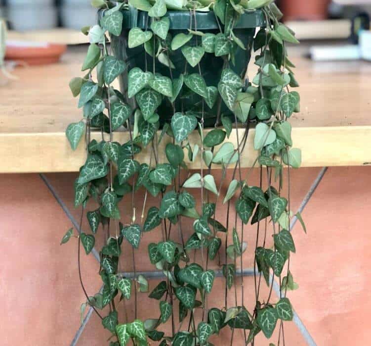 String of arrows hanging plant