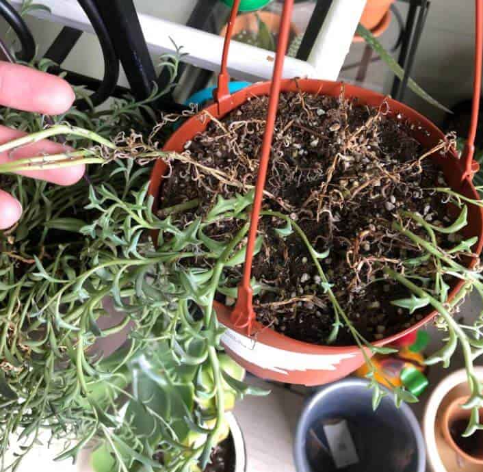 String of dolphins plant dying