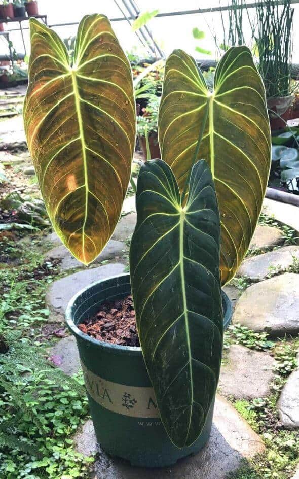 Black gold philodendron large leaves