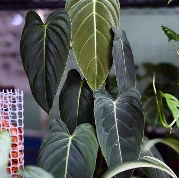 Black gold philodendron