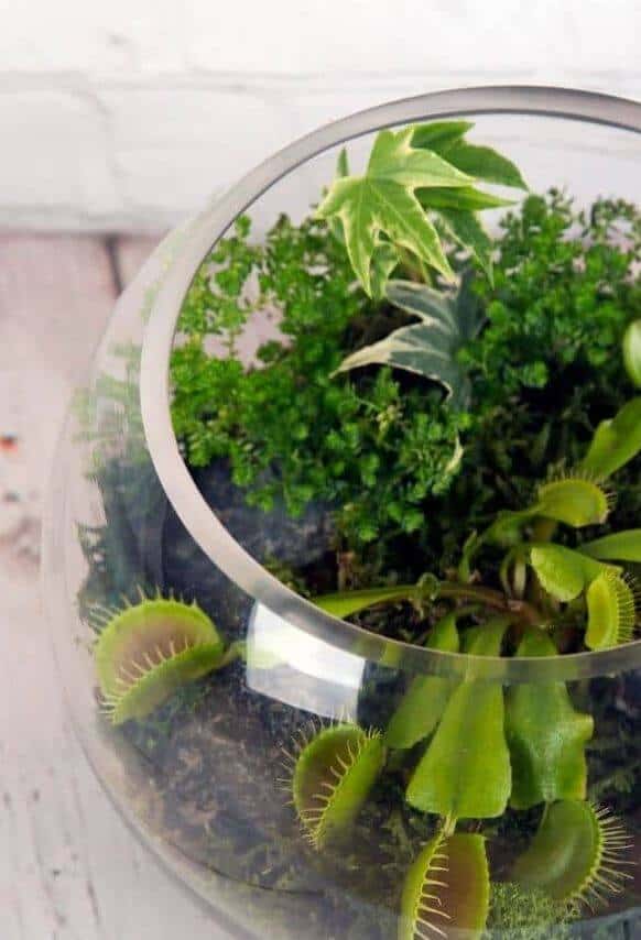 DIY Venus fly trap terrarium
