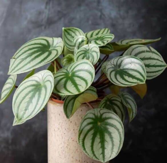 The Story Behind Exotic Angel Plants - a Friendly Gardener