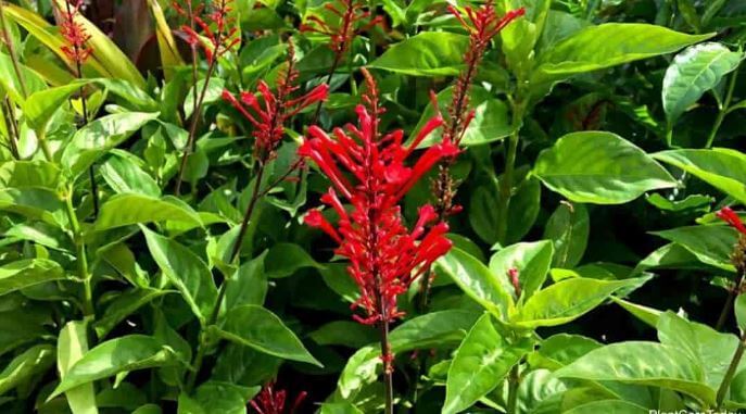 Firespike plant care tips