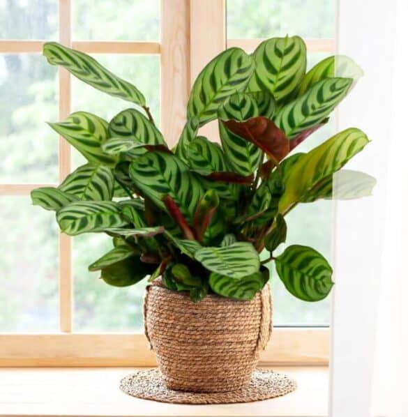 The Unique Fishbone Prayer Plant - a Friendly Gardener