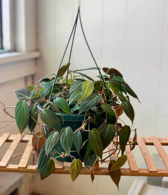 Hanging plant philodendron