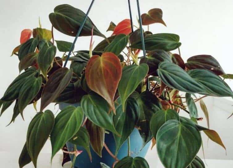 Philodendron micans in a pot