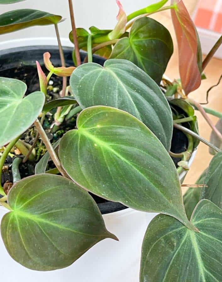 Philodendron micans leaves