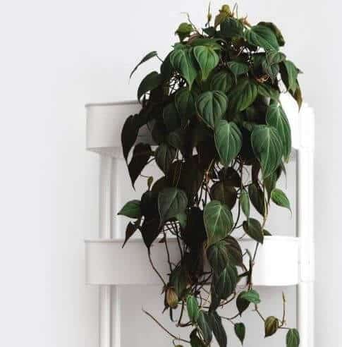 Philodendron micans plant
