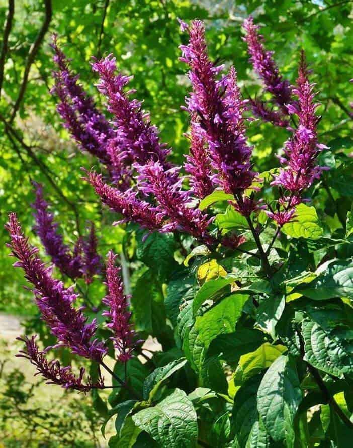 Purple firespike plants