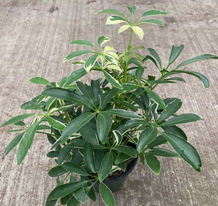 Schefflera plant care