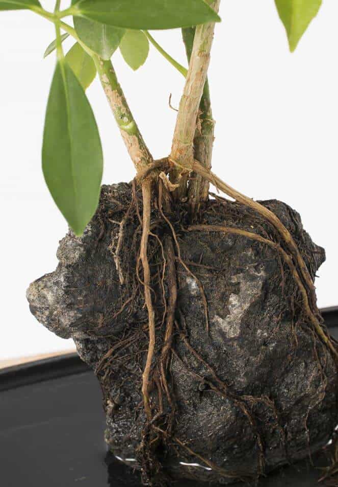 Umbrealla plant on laval rock