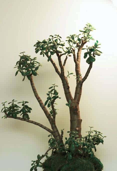 Cure root rot in jade