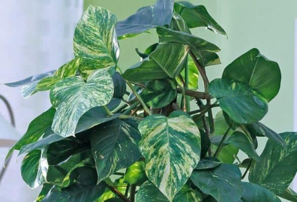 The Dragon Tail Pothos Plant: An Unknown Beauty - a Friendly Gardener