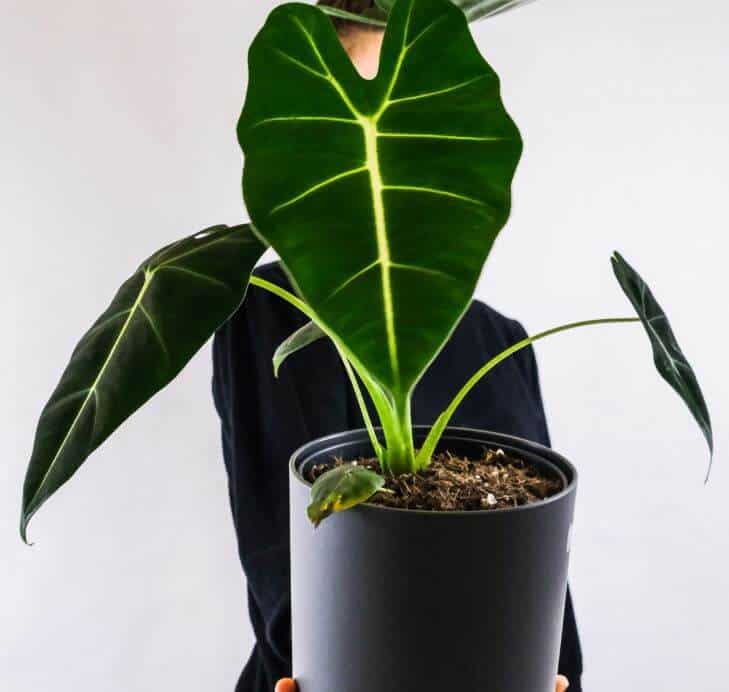 Green velvet alocasia plant