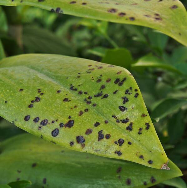 Help There Are Black Spots On My Hibiscus Leaves A Friendly Gardener