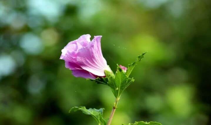 Hibiscus flower