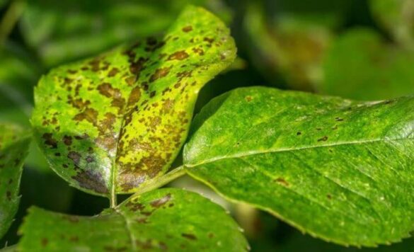 Help! There Are Black Spots on My Hibiscus Leaves - a Friendly Gardener