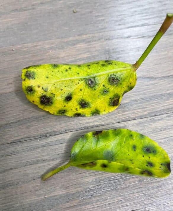 help-there-are-black-spots-on-my-hibiscus-leaves-a-friendly-gardener