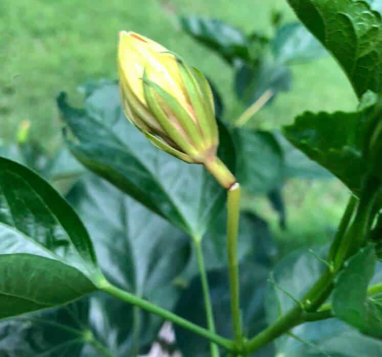 Hibiscus stems breaking