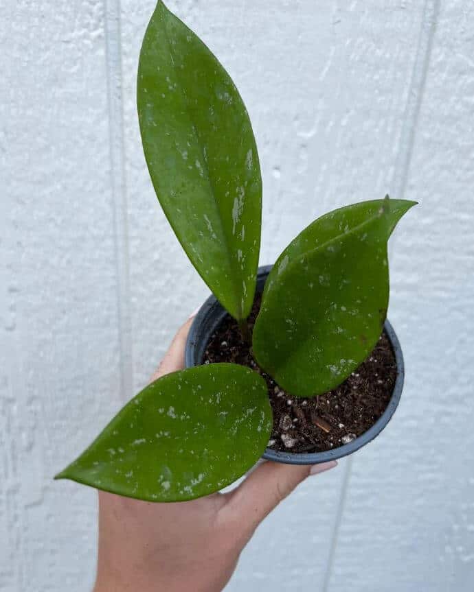 Hoya carnosa plant in pot
