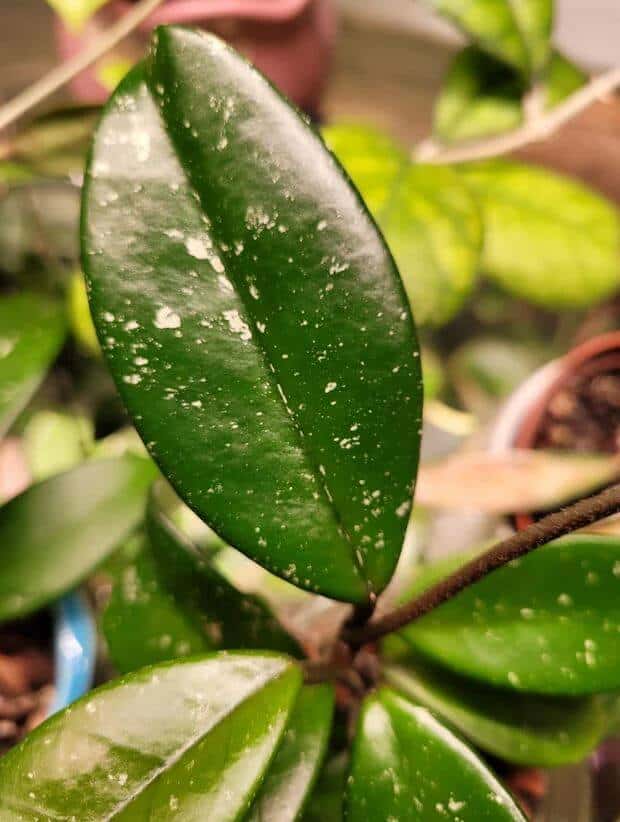 Hoya carnosa stardust leaf