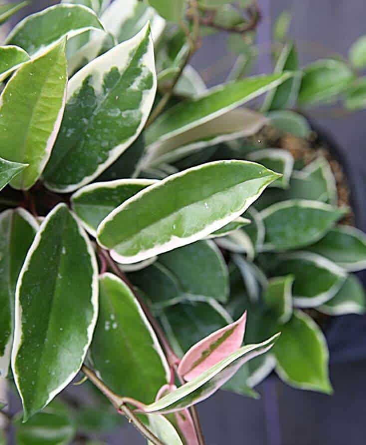 Hoya carnosa wax plant