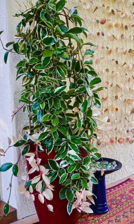 Hoya plant care