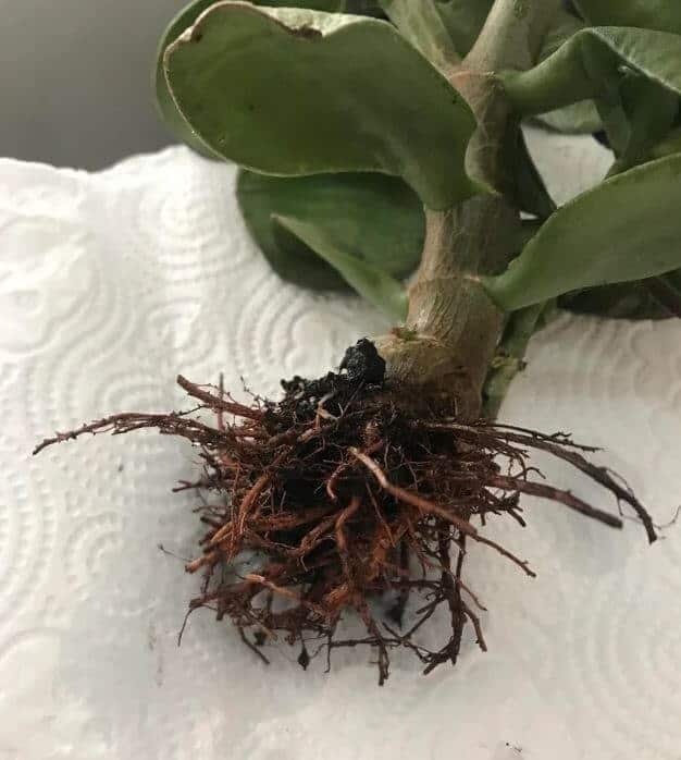 Jade plant root rot