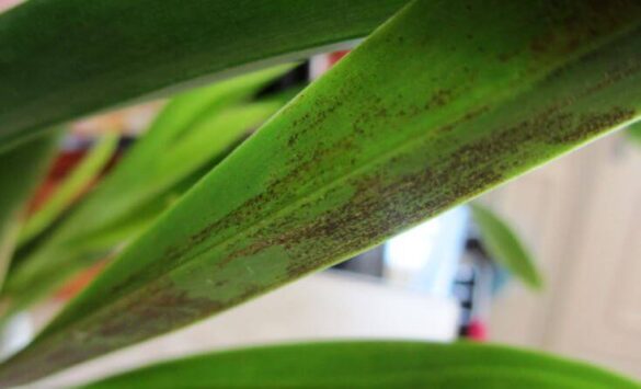 Spider Mites Are Tormenting Your Orchids: What to Do - a Friendly Gardener