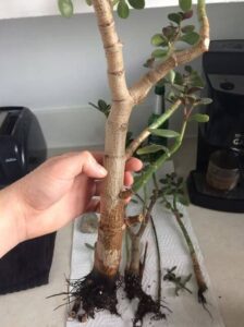 Jade Plant Root Rot: What To Do - A Friendly Gardener