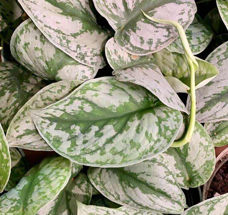 Silver pothos plant care