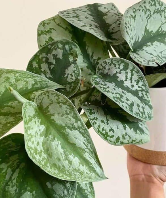 The Silvery Ann Pothos: A Shining Jewel Among Houseplants - A Friendly 