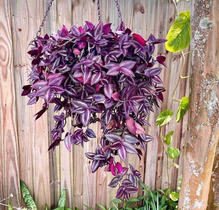 A Tropical Plant With Vivid Colors: Tradescantia Red Gem - a Friendly ...