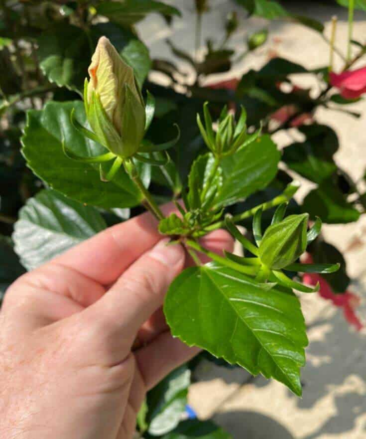 Ways to revive hibiscus