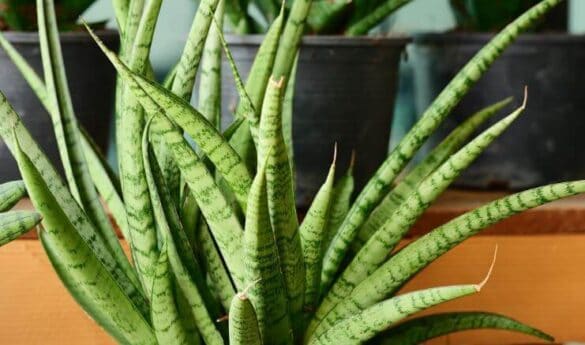 10 Rare Snake Plant Varieties - a Friendly Gardener