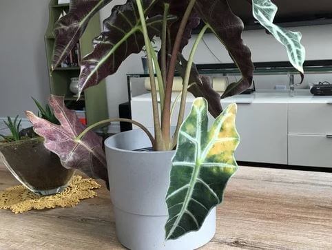 Alocasia droopy leaves