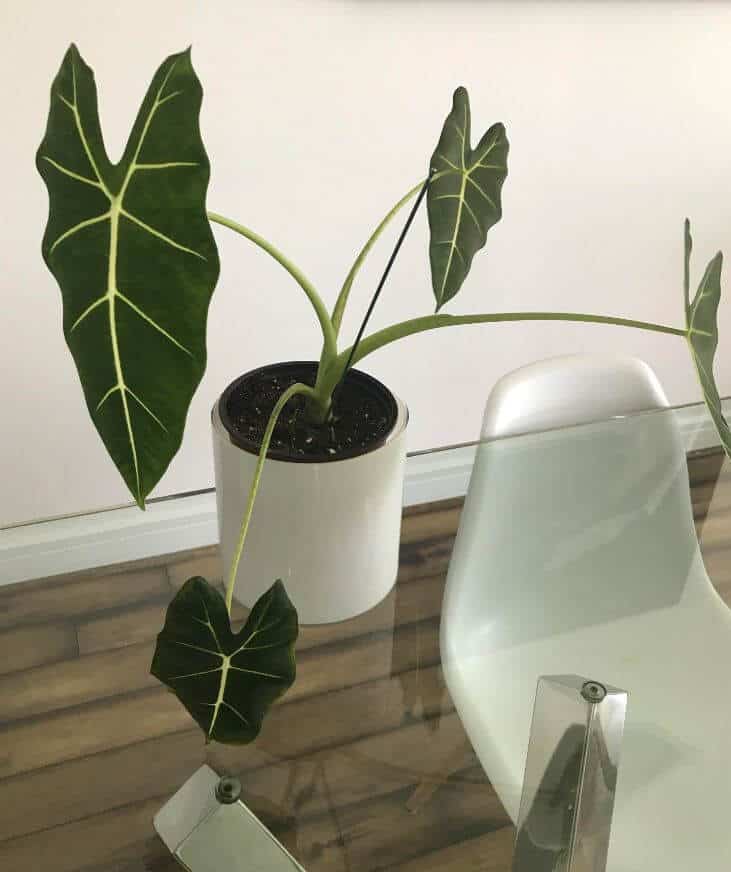Alocasia leaves drooping