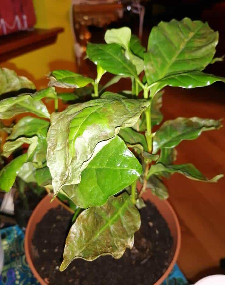 Arabica coffe plant leaves brown