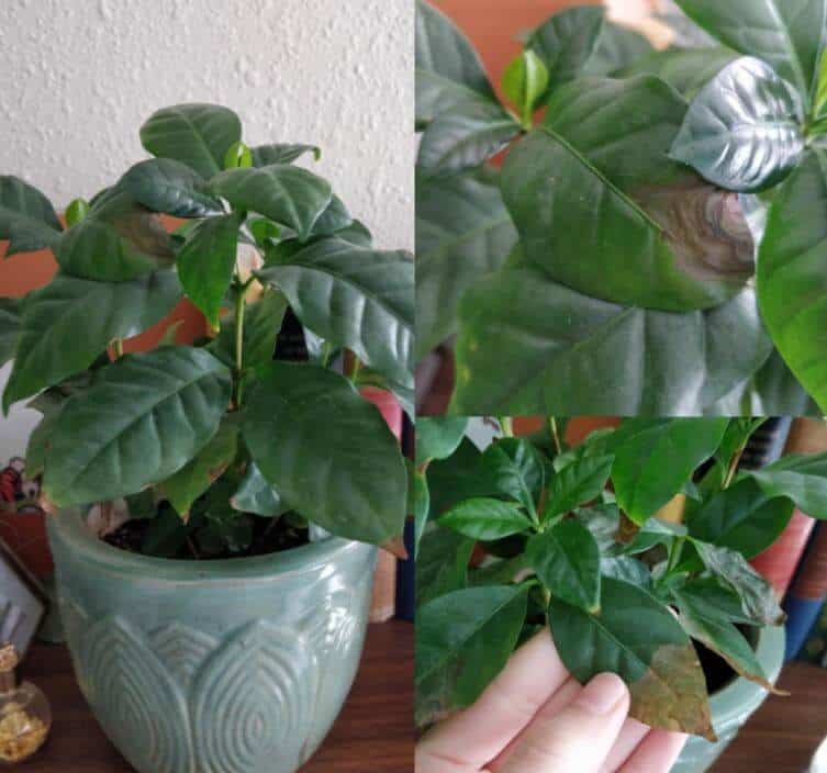 Brown coffee plant leaves