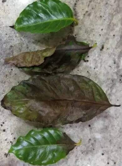 Coffee plant leaves are turning brown