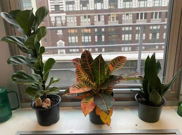Croton plant window plant
